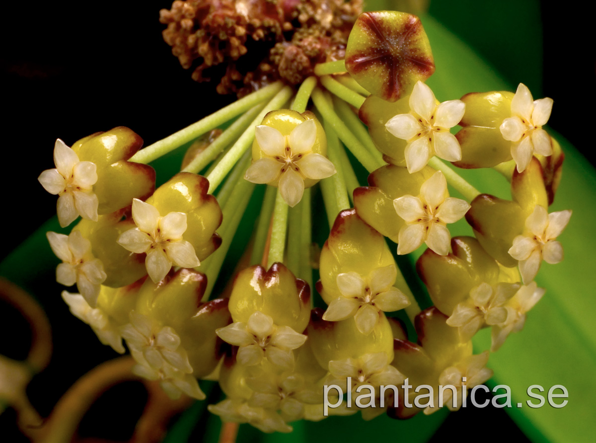 Hoya incrassata - rotad kp hos Plantanica webbutik