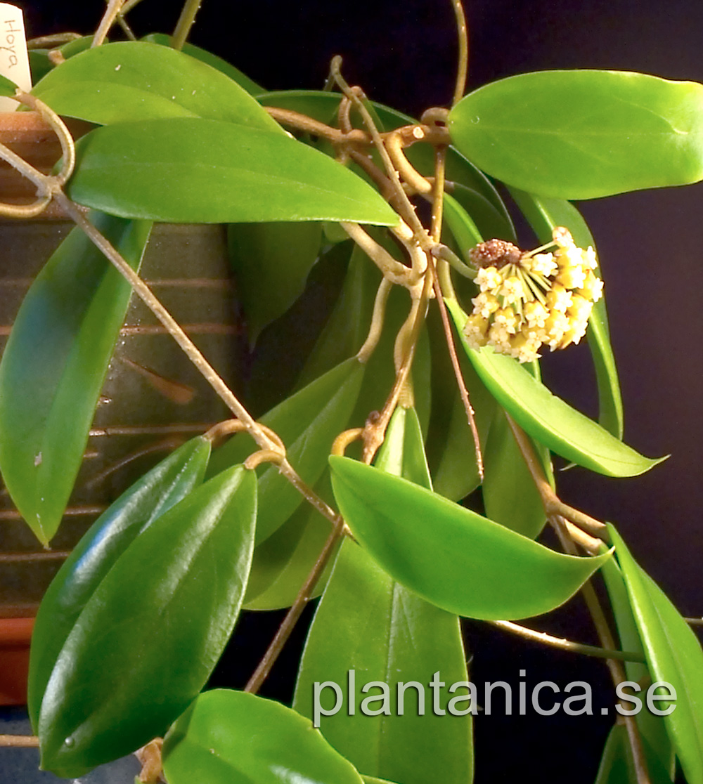 Hoya incrassata - rotad kp hos Plantanica webbutik