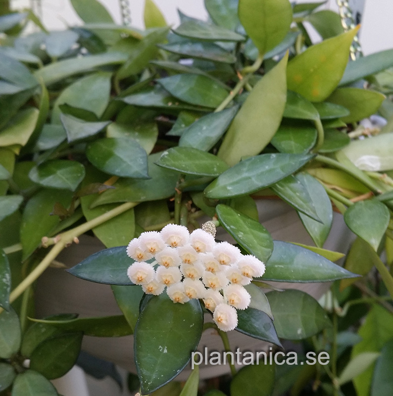 Hoya lacunosa orotad kp hos Plantanica webbutik