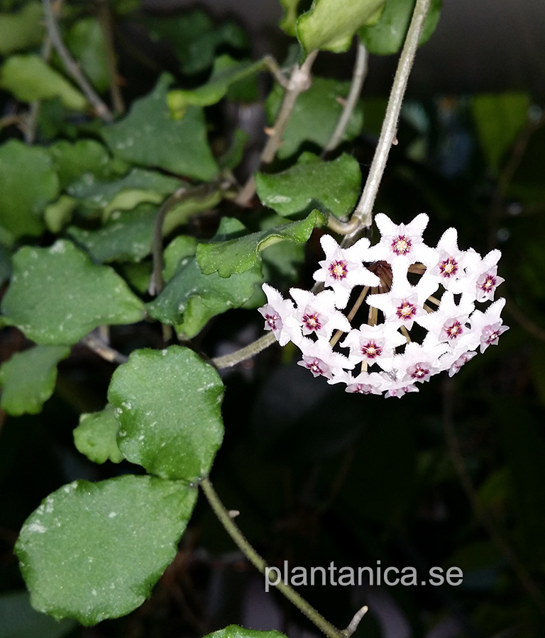 Hoya kanyakumariana - rotad kp hos Plantanica webbutik