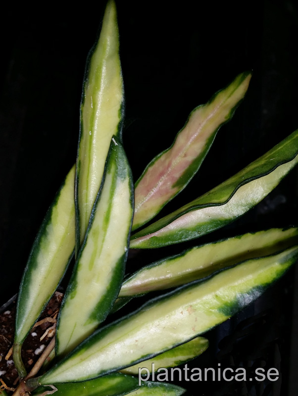 Hoya kentiana variegata rotad kp hos Plantanica webbutik