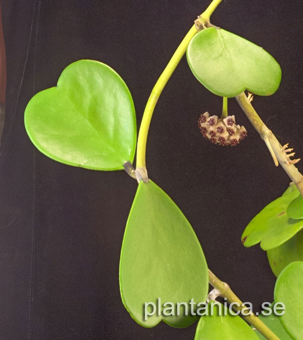 Hoya kerrii rotad kp hos Plantanica webbutik