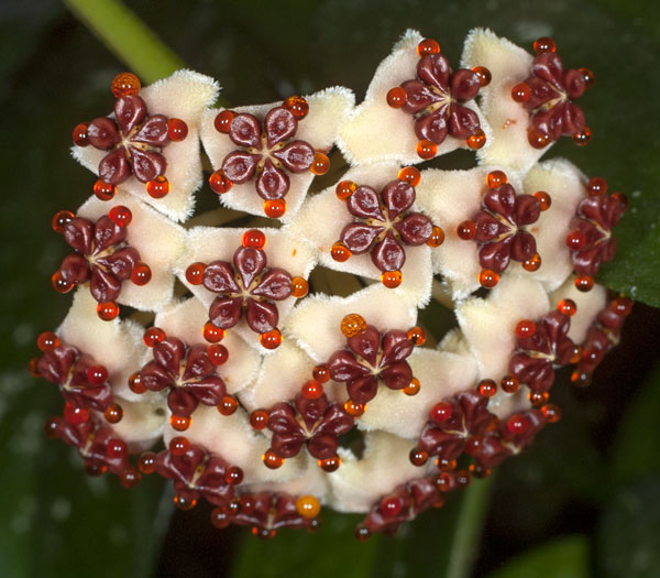 Hoya kerrii pubescent rotad kp hos Plantanica webbutik