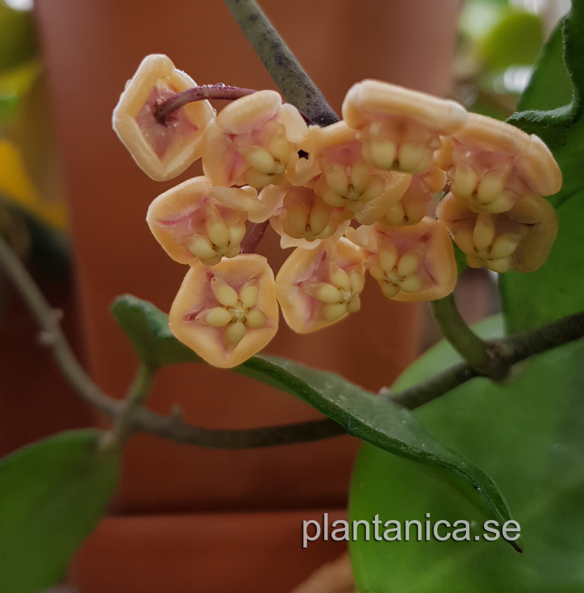 Hoya kloppenburgii - rotad kp hos Plantanica webbutik
