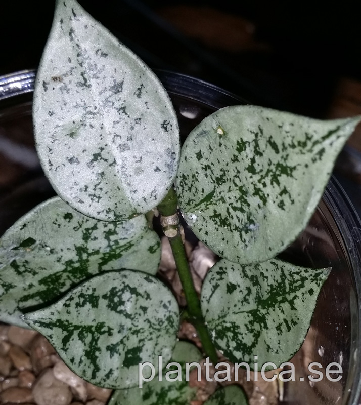Hoya krohniana Super Eskimo rotad kp hos Plantanica webbutik