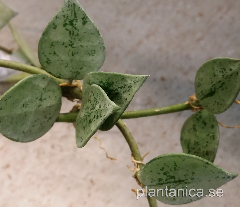 Hoya krohniana Super Eskimo - orotad kp hos Plantanica webbutik