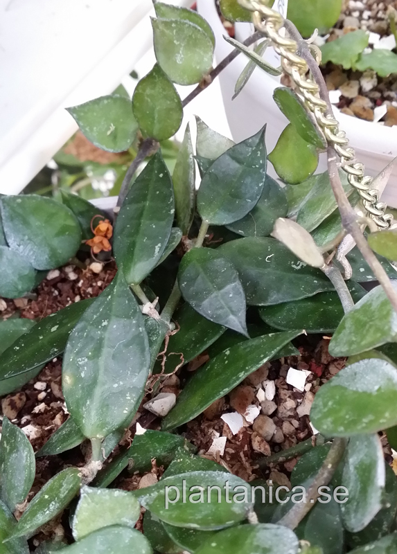 Hoya krohniana - orotad kp hos Plantanica webbutik