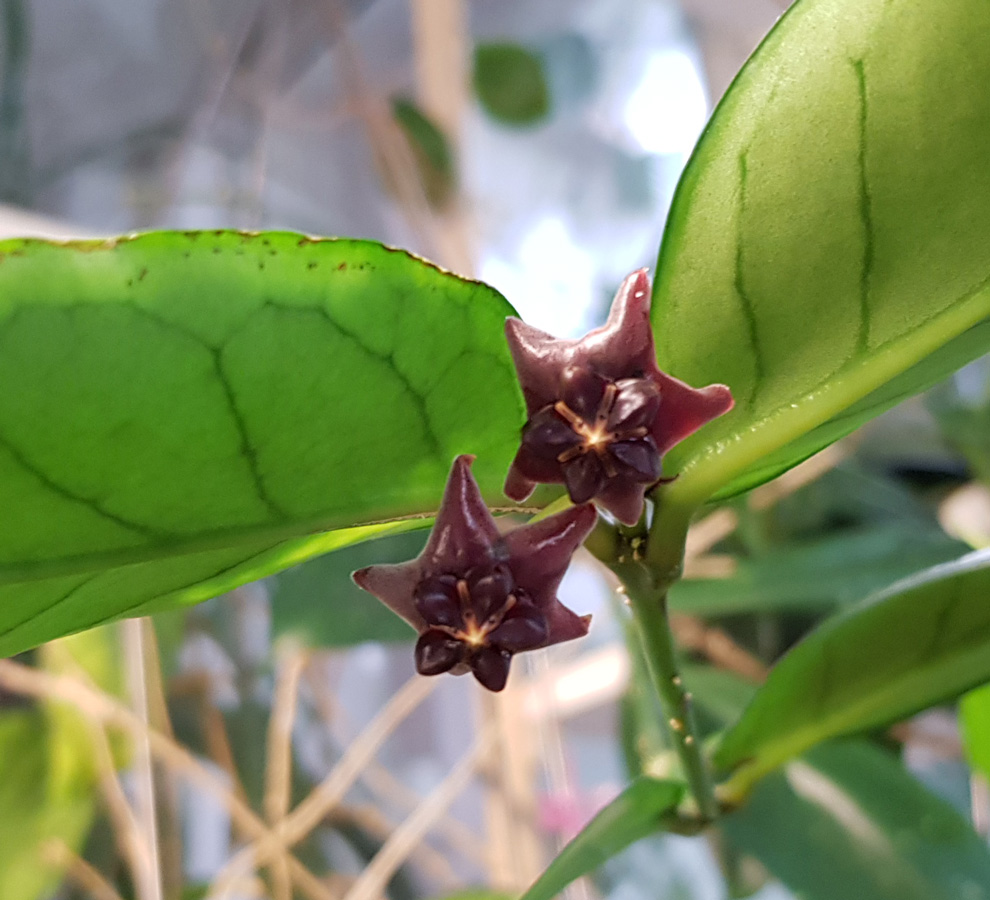 Hoya lobbii dark - rotad kp hos Plantanica webbutik
