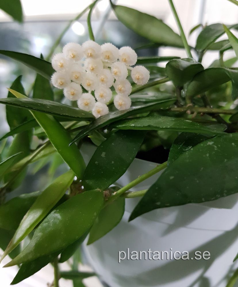 Hoya lacunosa Poonsak rotad kp hos Plantanica webbutik