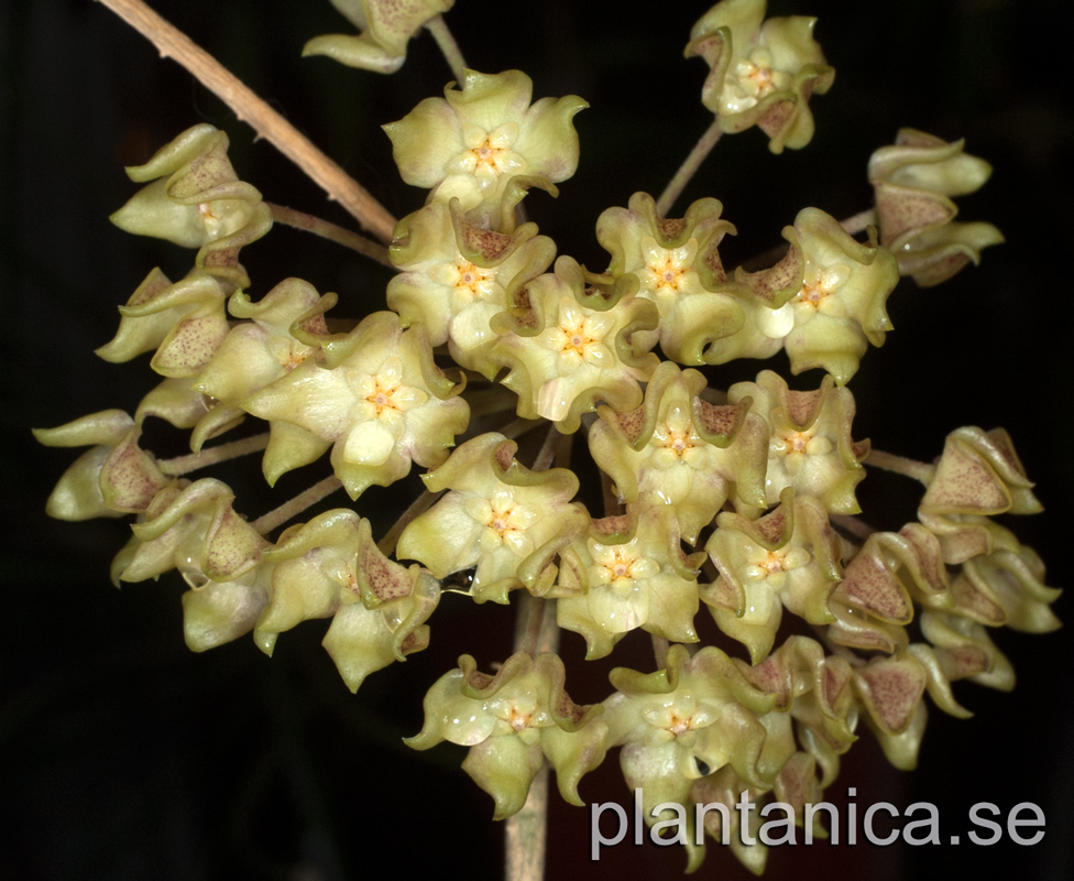 Hoya lambii - rotad kp hos Plantanica webbutik