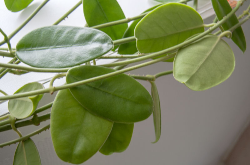 Hoya lauterbachii orotad kp hos Plantanica webbutik