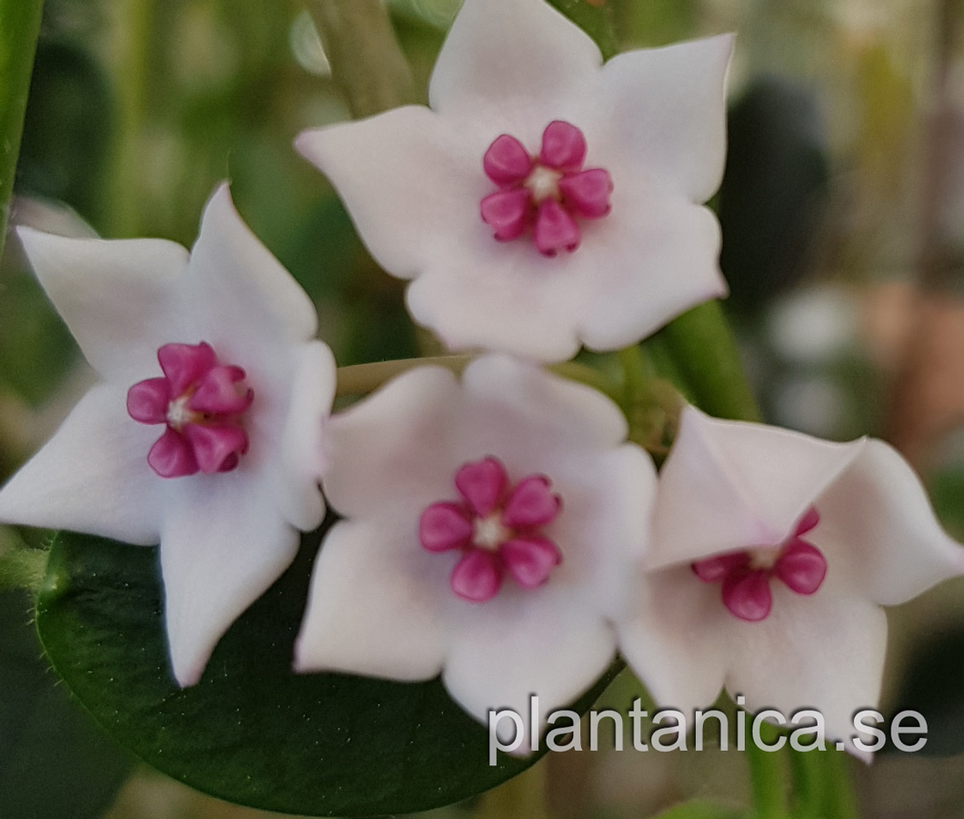 Hoya lithophytica planta köp hos Plantanica webbutik