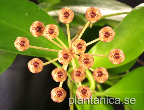 Hoya litoralis - rotad kp hos Plantanica webbutik