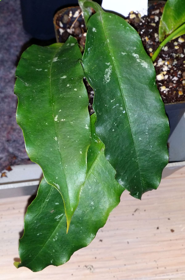 Hoya lockii planta kp hos Plantanica webbutik