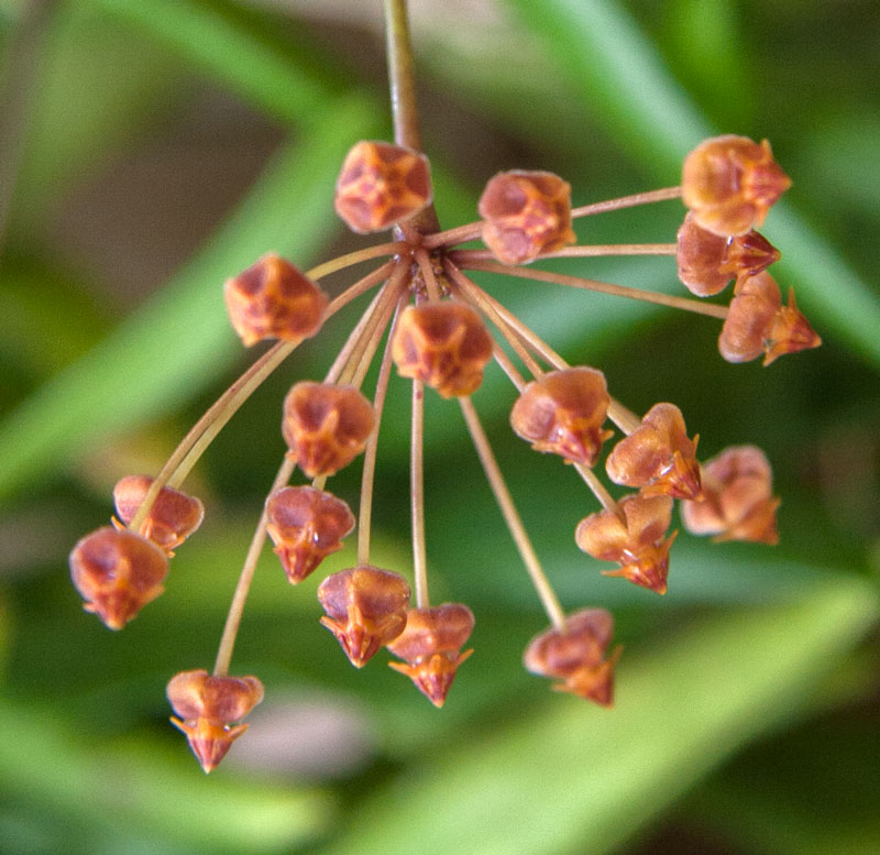 Hoya loherii orotad kp hos Plantanica webbutik
