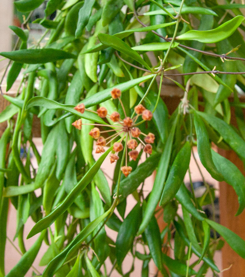 Hoya loherii rotad kp hos Plantanica webbutik