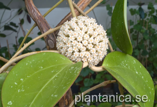 Hoya loyceandrewsiana rotad kp hos Plantanica webbutik