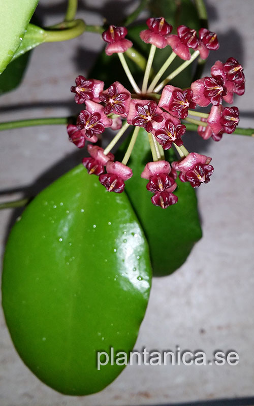 Hoya lucardenasiana rotad kp hos Plantanica webbutik