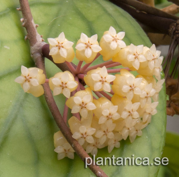 Hoya meredithii - vitellinoides - rotad kp hos Plantanica webbutik