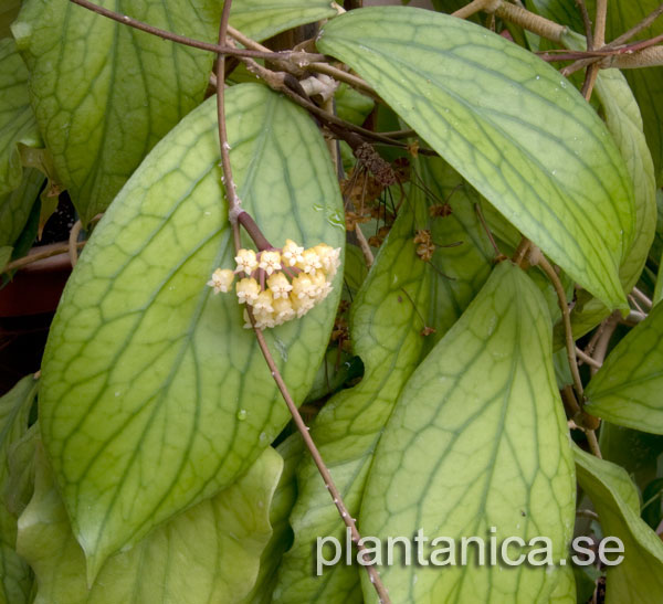 Hoya meredithii planta köp hos Plantanica webbutik
