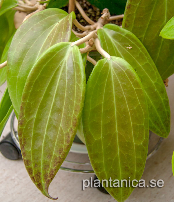 Hoya merrillii Large Leaf orotad kp hos Plantanica webbutik