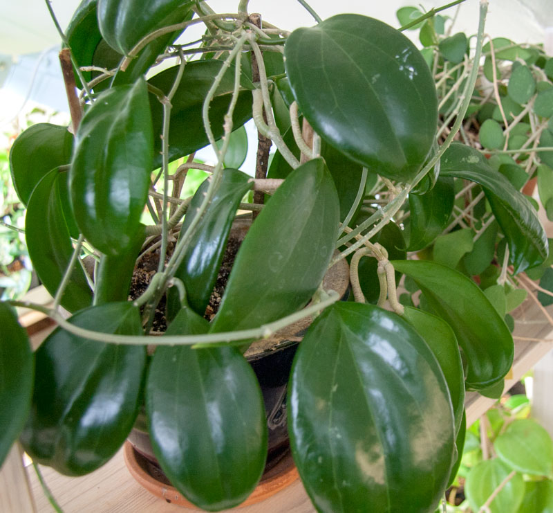 Hoya merrillii planta köp hos Plantanica webbutik