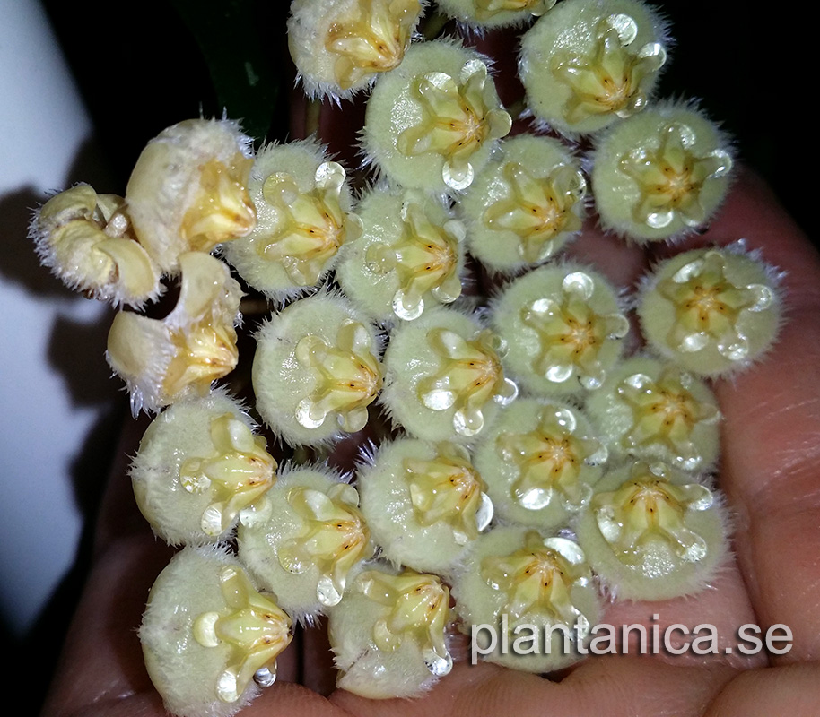 Hoya mirabilis clone A Small Leaf - rotad kp hos Plantanica webbutik