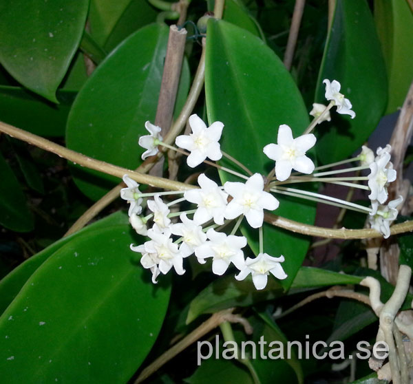 Hoya monetteae rotad kp hos Plantanica webbutik