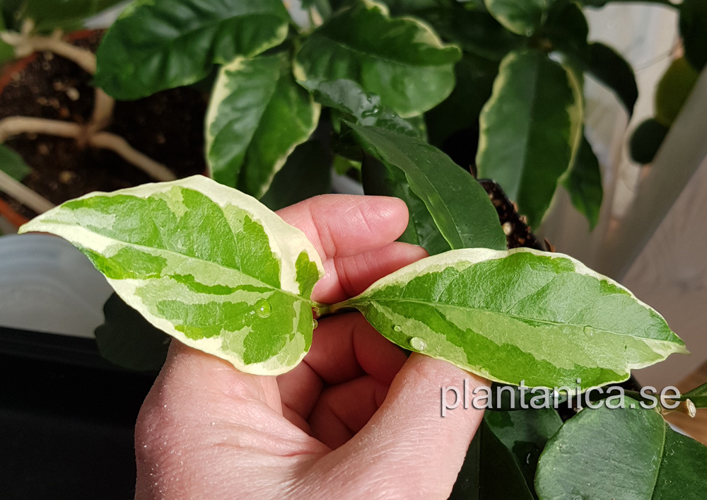 Hoya multiflora variegata - rotad kp hos Plantanica webbutik