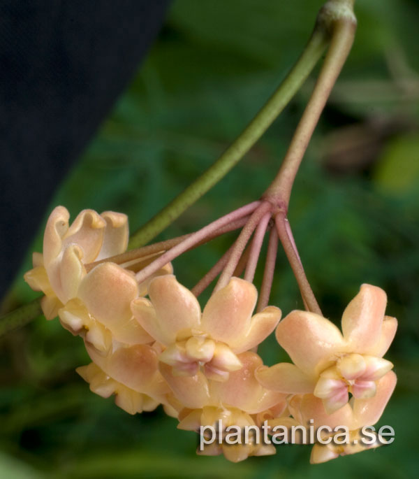 Hoya neo-caledonica rotad kp hos Plantanica webbutik