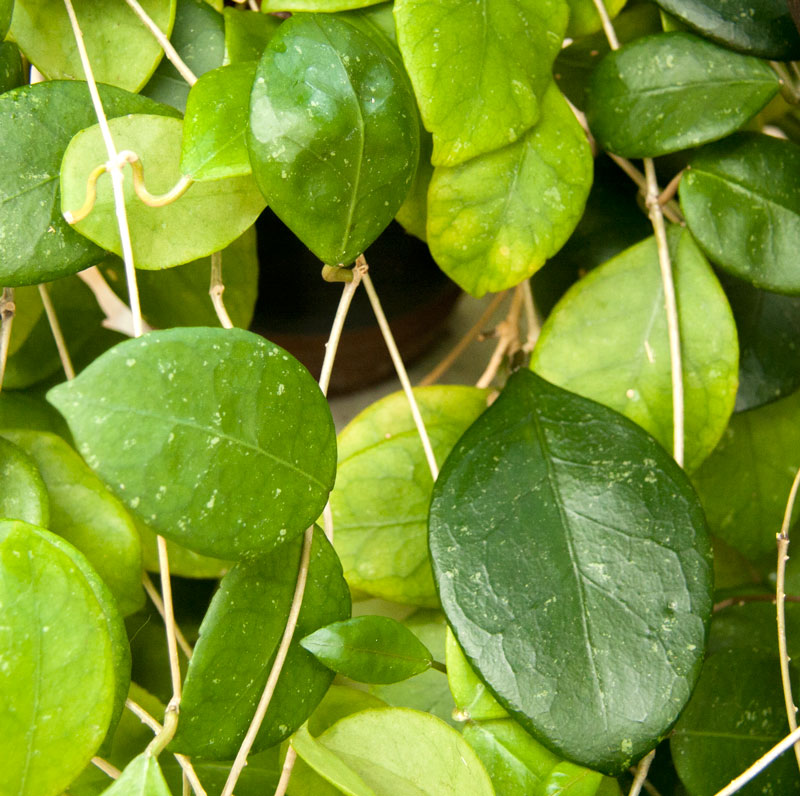 Hoya ovalifolia rotad kp hos Plantanica webbutik