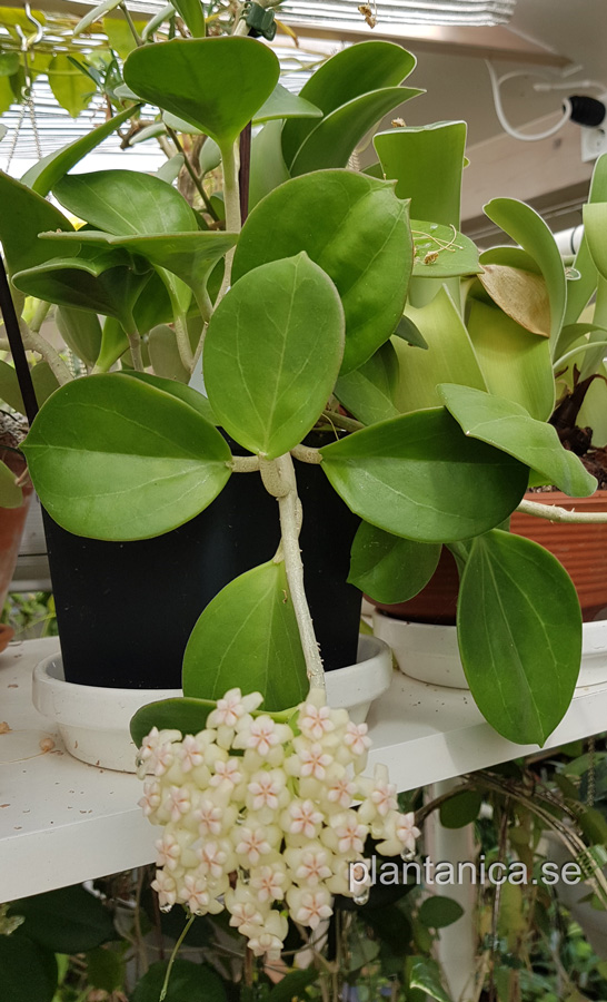 Hoya pachyclada white - orotad kp hos Plantanica webbutik