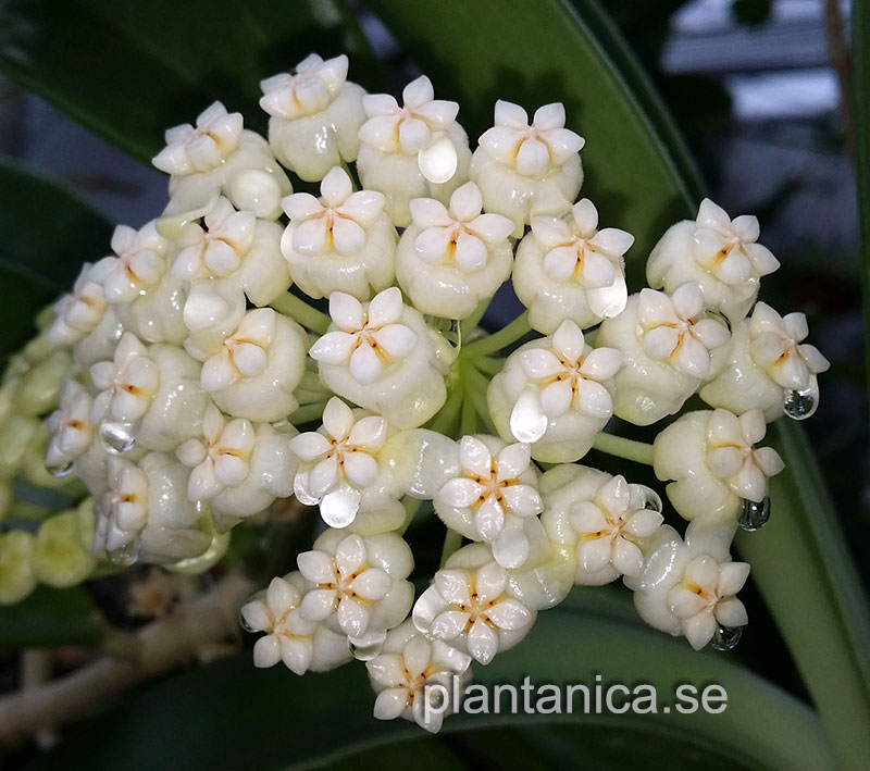 Hoya pachyclada white - orotad kp hos Plantanica webbutik