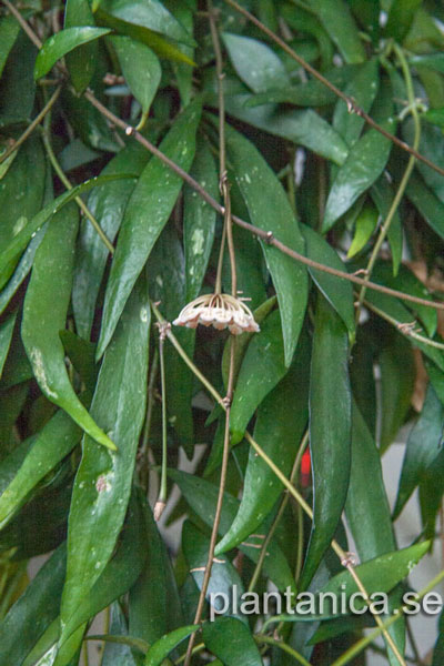 Hoya parviflora rotad köp hos Plantanica webbutik