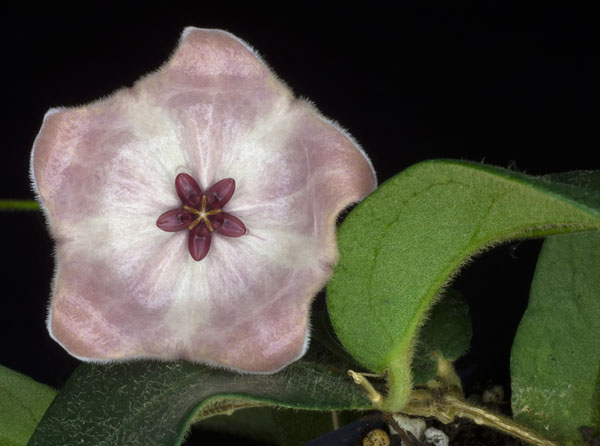 Hoya patella rotad kp hos Plantanica webbutik