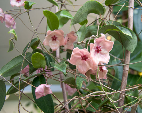 Hoya patella orotad kp hos Plantanica webbutik