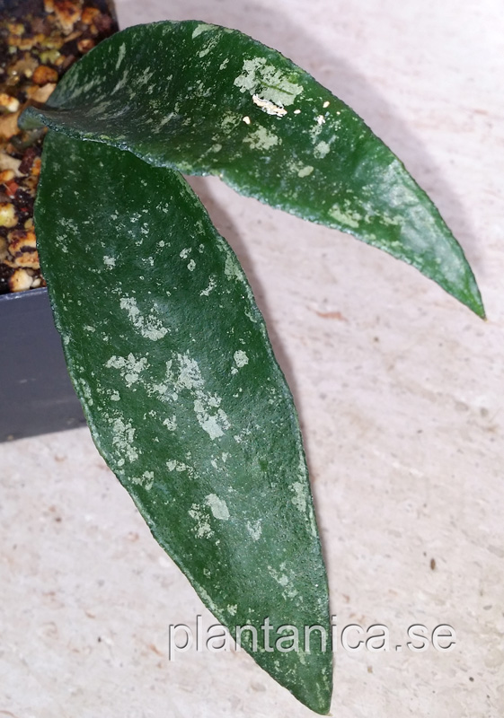 Hoya phuwuanesis rotad kp hos Plantanica webbutik