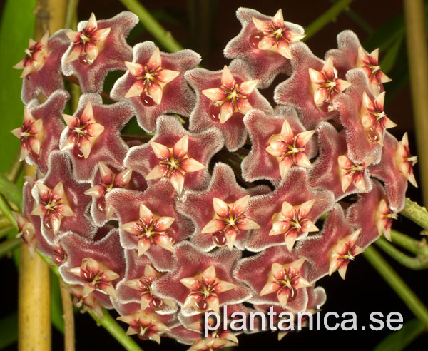 Hoya pubicalyx Pink Silver rotad kp hos Plantanica webbutik