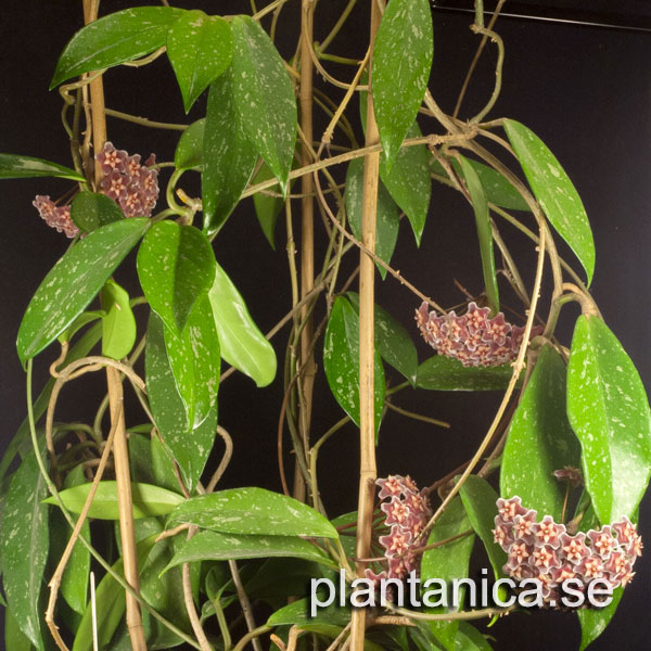 Hoya pubicalyx Pink Silver orotad kp hos Plantanica webbutik