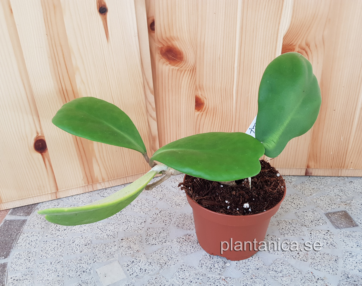 Hoya kerrii pubescent - planta 02 köp hos Plantanica