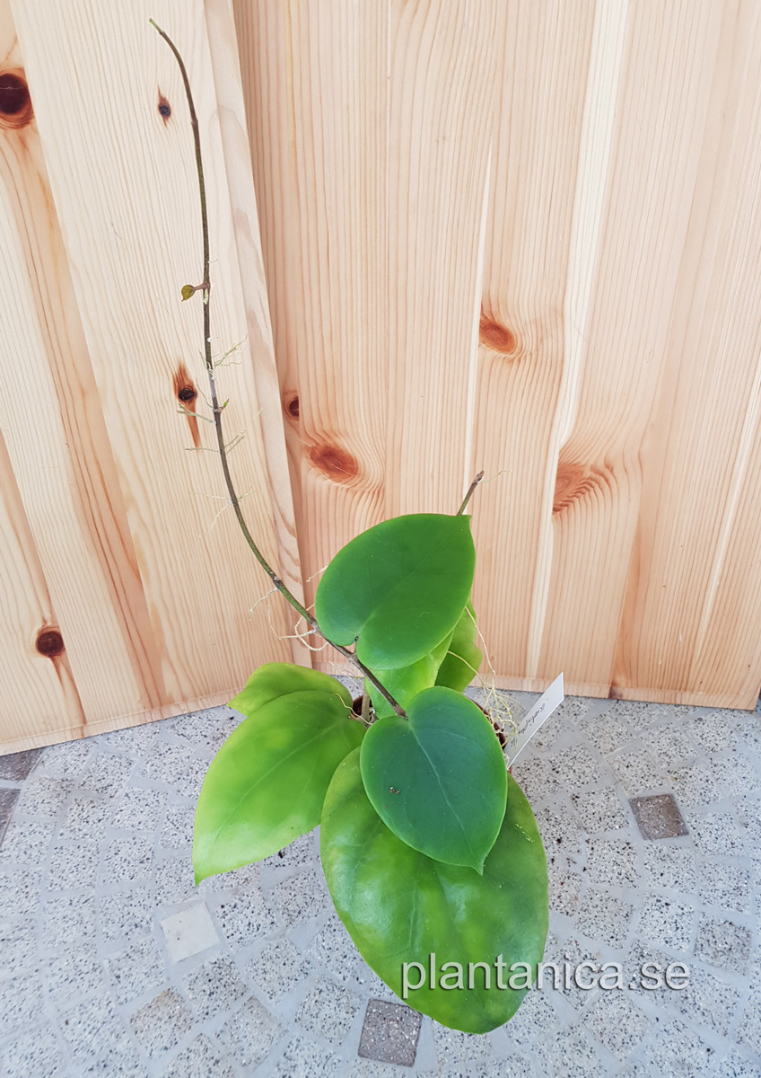 Hoya cardiophylla - planta 05 köp hos Plantanica webbutik