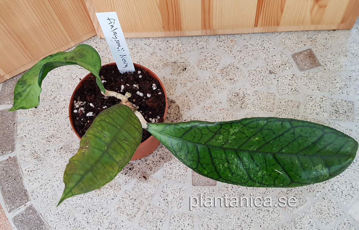 Hoya finlaysonii Nova - planta 67 köp hos Plantanica webbutik