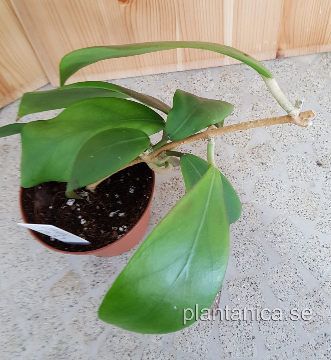Hoya elmeri - planta 69 kp hos Plantanica webbutik