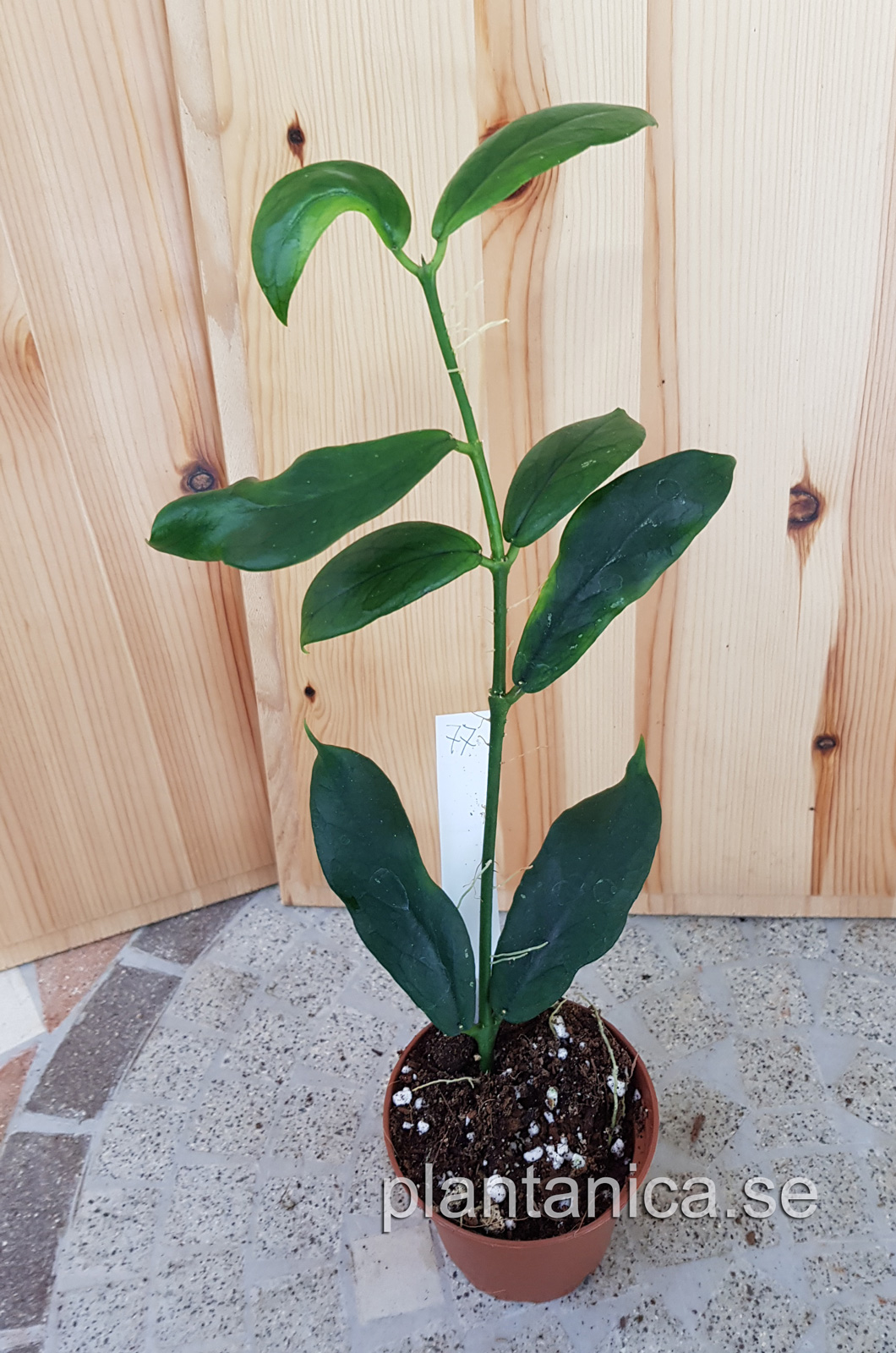 Hoya lobbii - planta 77 kp hos Plantanica webbutik