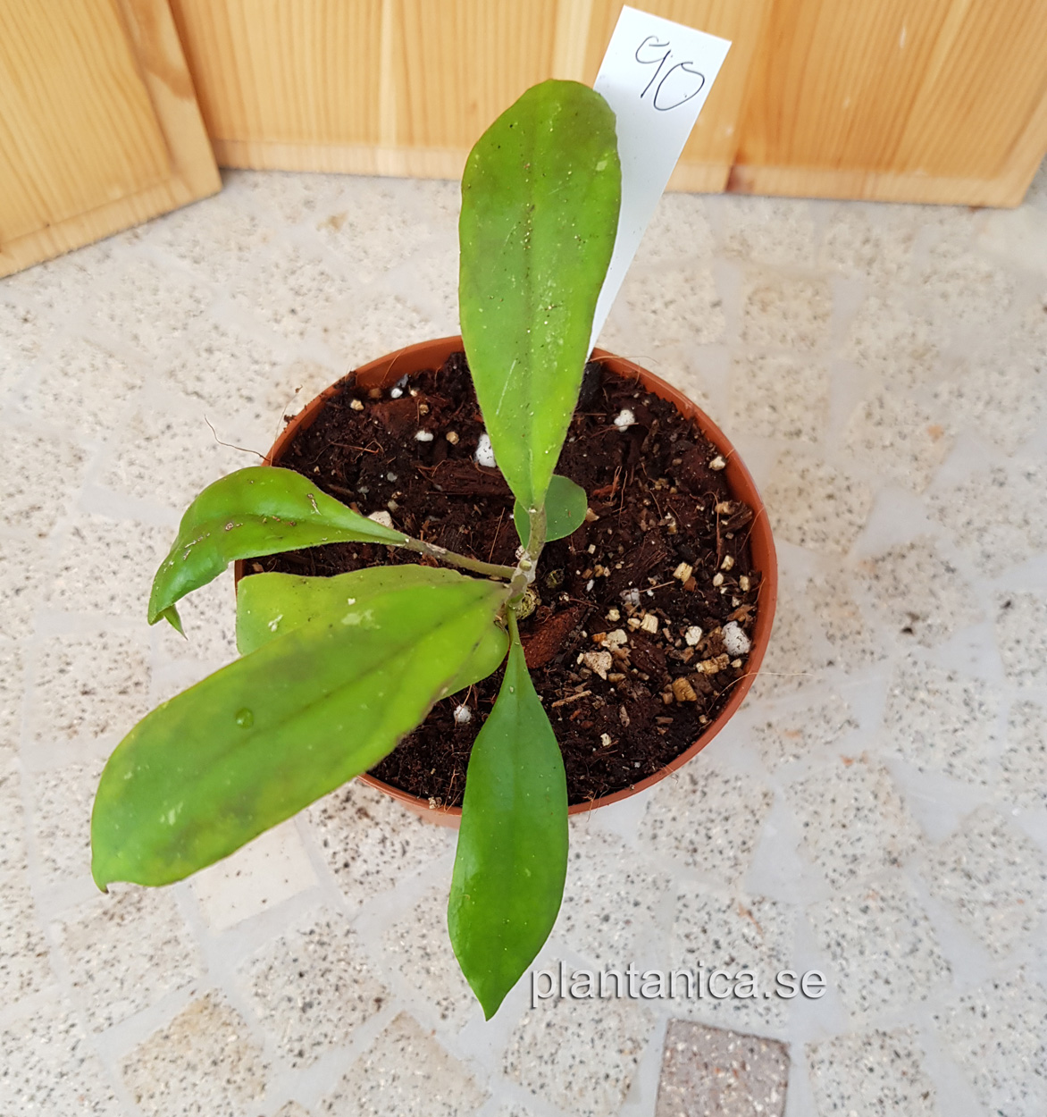 Hoya sp EPC 196 - planta 90 kp hos Plantanica webbutik