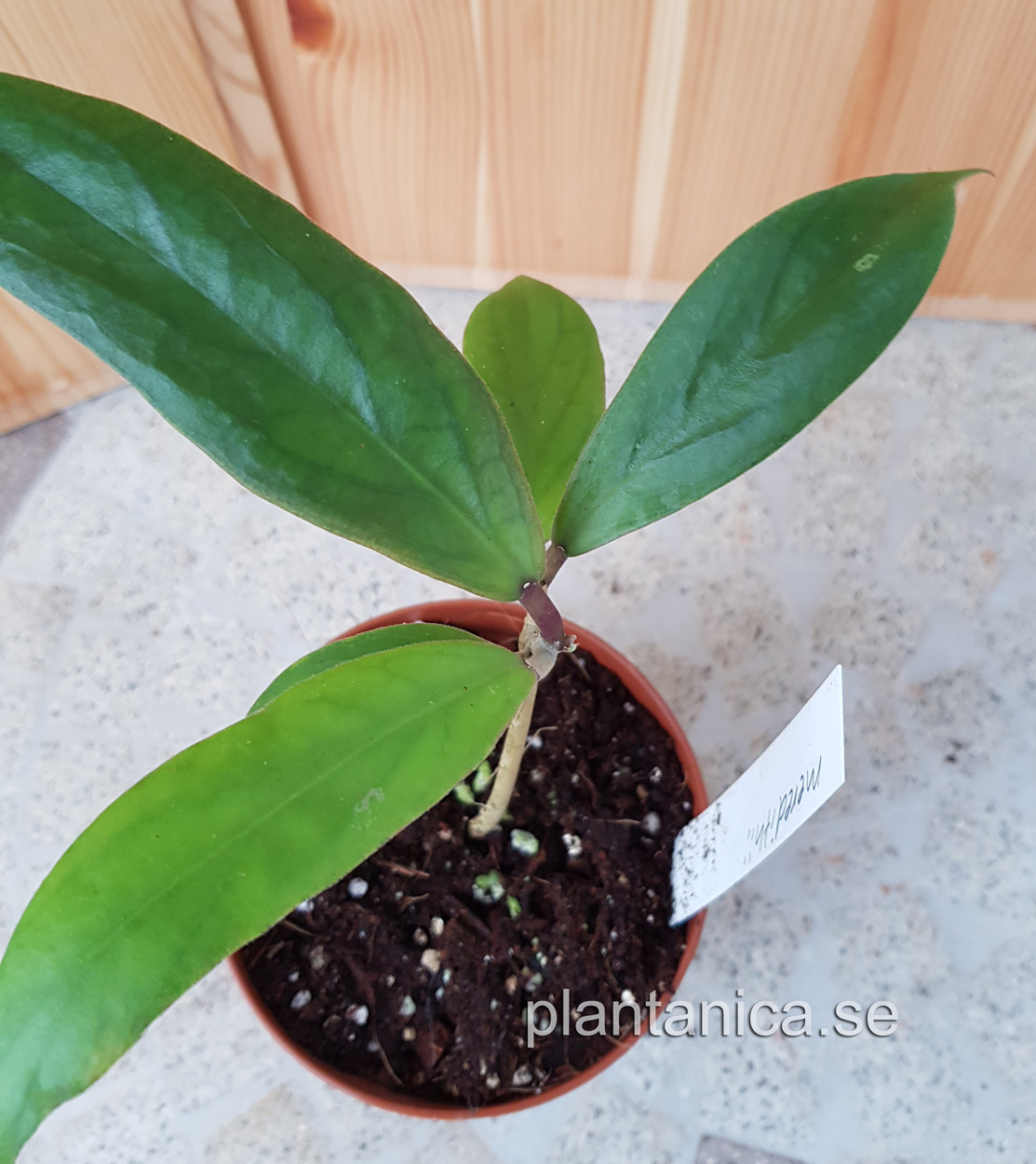 Hoya meredithii - planta 94 kp hos Plantanica webbutik