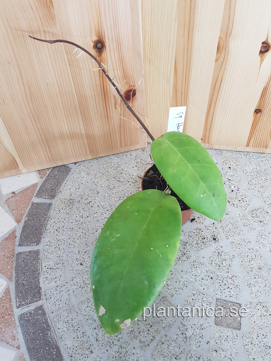 Hoya sp NN -  planta 100 kp hos Plantanica webbutik