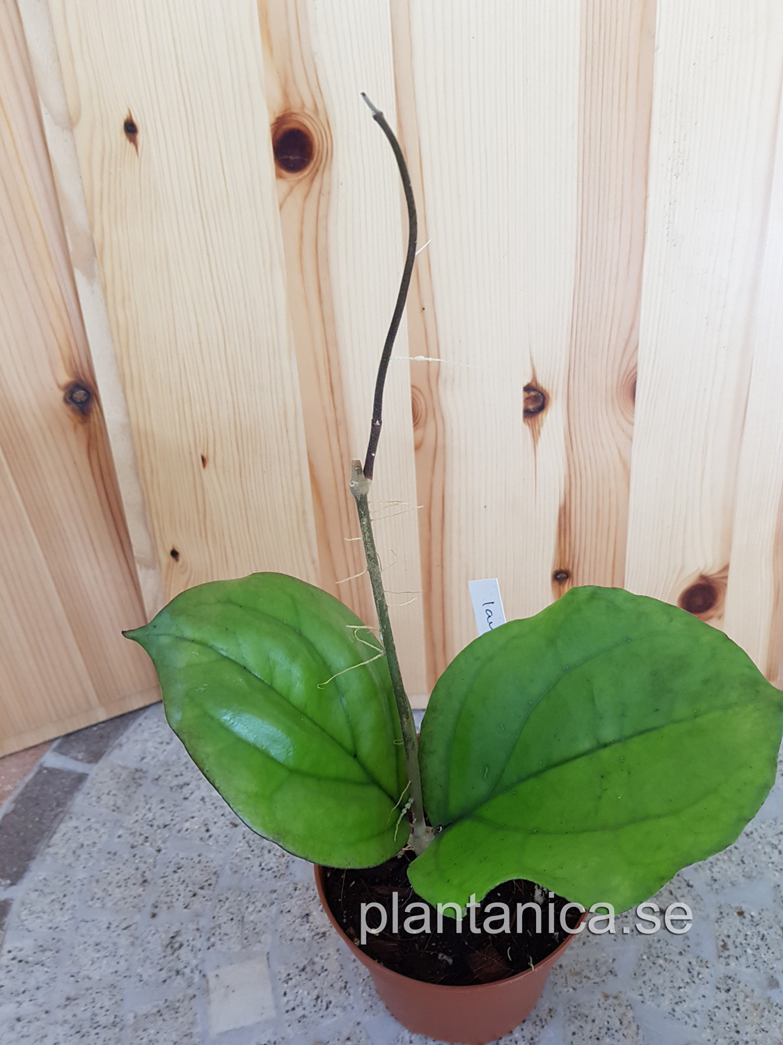 Hoya lambii - planta 110 kp hos Plantanica webbutik