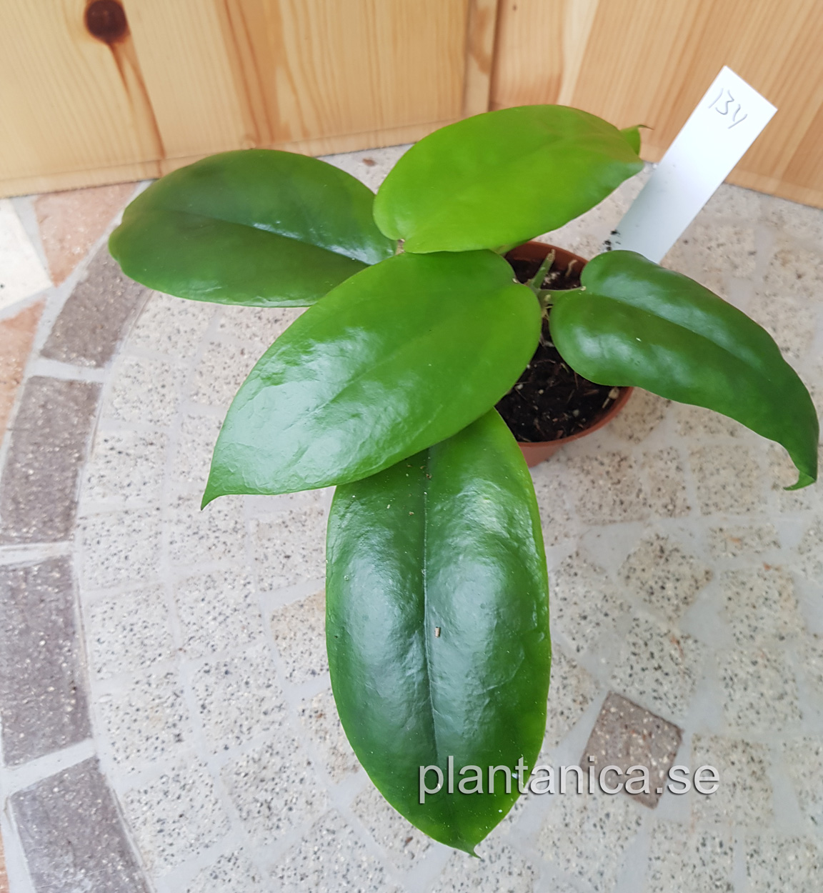 Hoya cardiophylla - planta 134 köp hos Plantanica webbutik