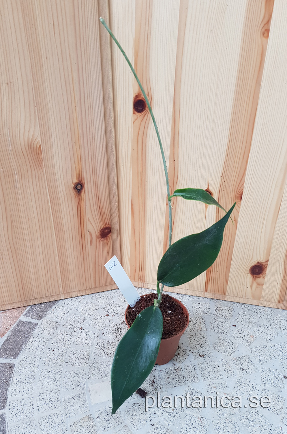 Hoya macgillivrayi dark flowers - planta 162 kp hos Plantanica webbutik
